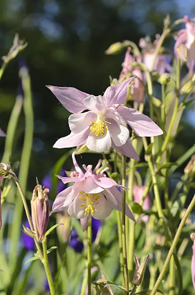 496262 - Columbine (Aquilegia)