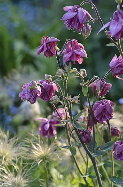 496271 - Columbine (Aquilegia)