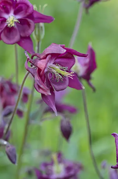 496272 - Columbine (Aquilegia)