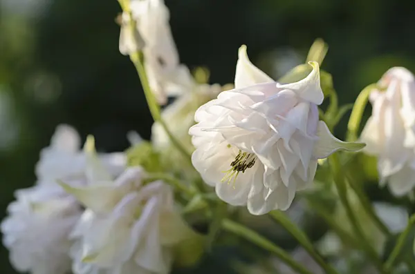496275 - Columbine (Aquilegia)