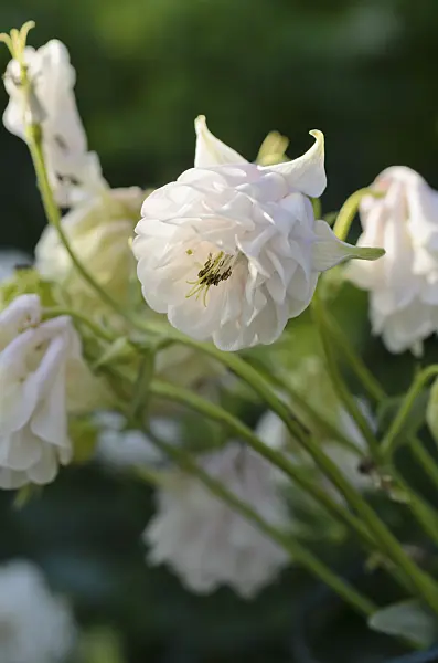 496276 - Columbine (Aquilegia)