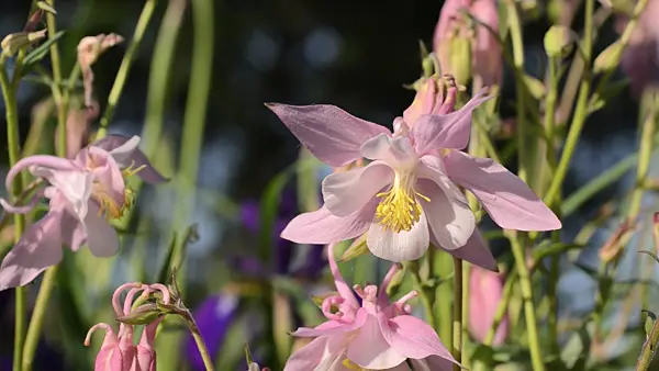 496282 - Columbine (Aquilegia)