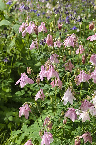 508072 - Columbine (Aquilegia)