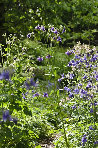 508073 - Columbine (Aquilegia)