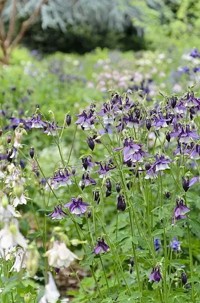 508095 - Columbine (Aquilegia)