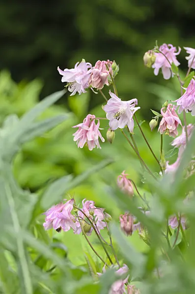 508139 - Columbine (Aquilegia)