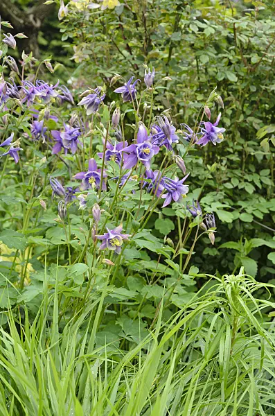 508140 - Columbine (Aquilegia)