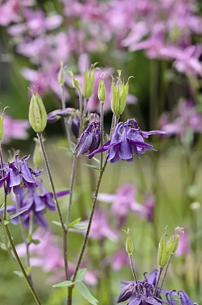 533225 - Columbine (Aquilegia)