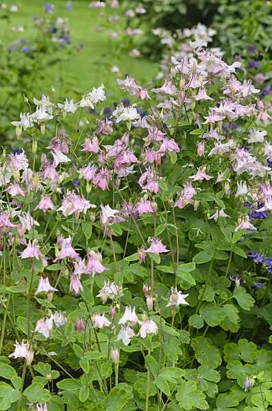 533491 - Columbine (Aquilegia)