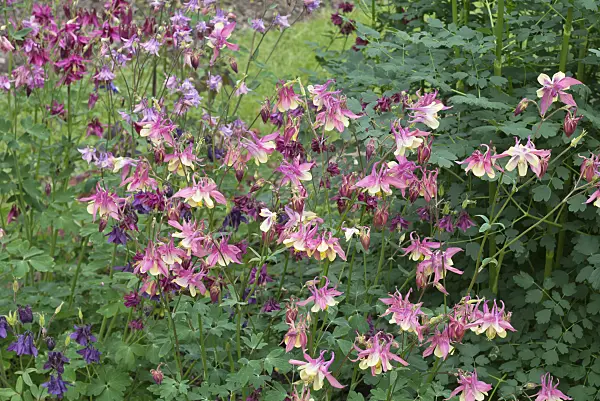 557006 - Columbine (Aquilegia)