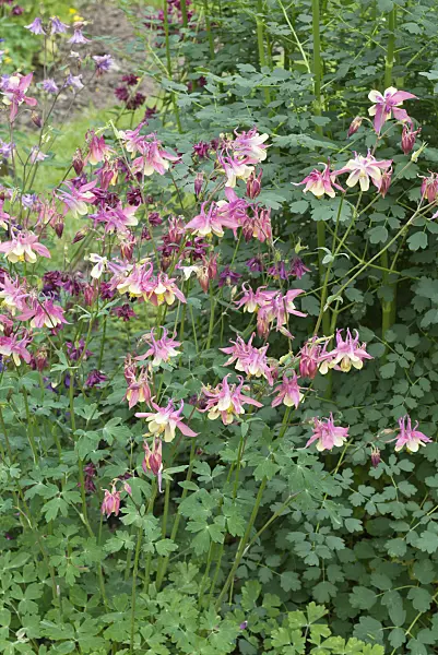 557007 - Columbine (Aquilegia)