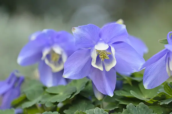 555062 - Columbine (Aquilegia discolor)