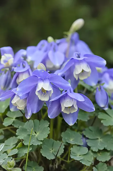 555063 - Columbine (Aquilegia discolor)