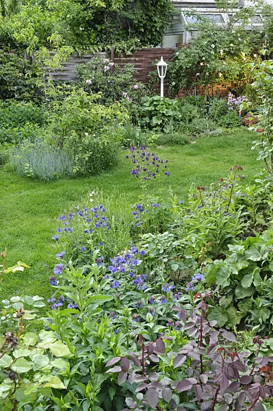 472257 - Columbine (Aquilegia), knapweed (Centaurea) and rose (Rosa)