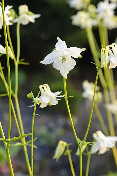 484274 - Columbine (Aquilegia kuhistanica)