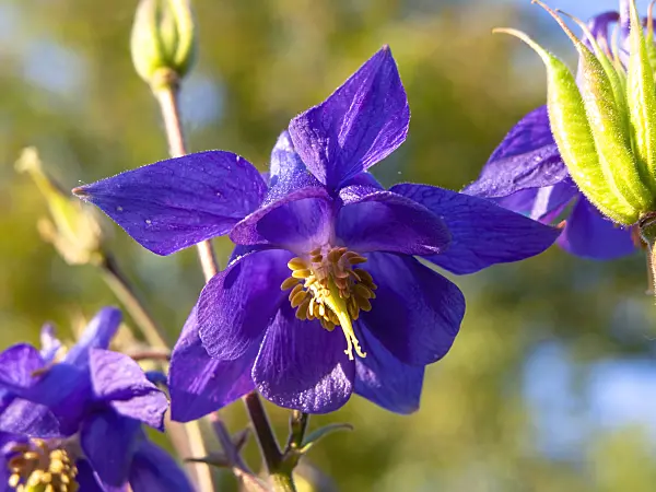 438168 - Columbine (Aquilegia olympica)