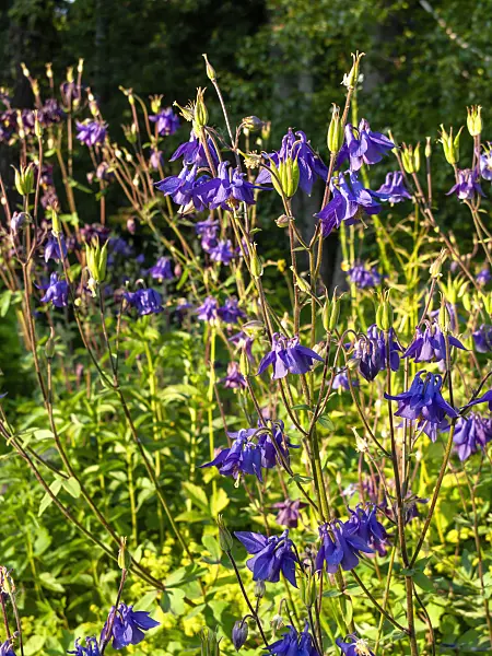 438169 - Columbine (Aquilegia olympica)