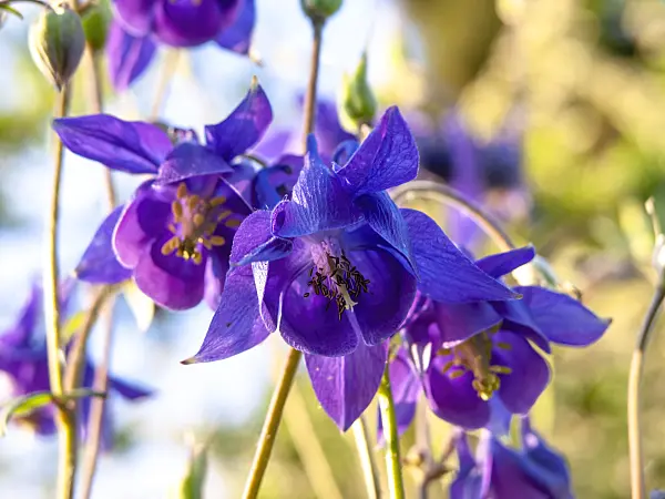438171 - Columbine (Aquilegia olympica)