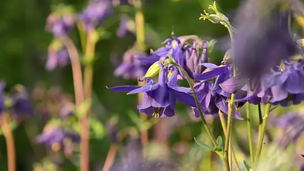 496131 - Columbine (Aquilegia olympica)