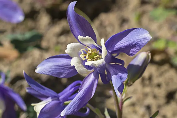 608037 - Columbine (Aquilegia ottonis subsp. amaliae)