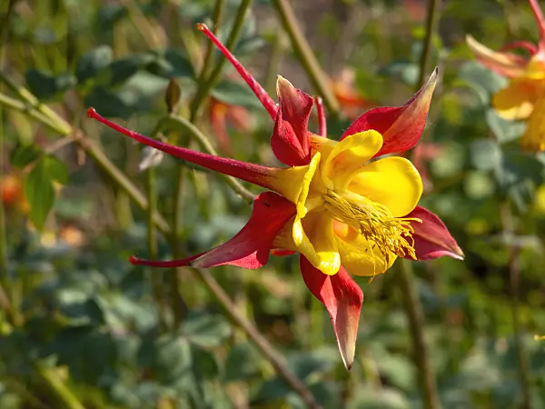 438295 - Columbine (Aquilegia skinneri)