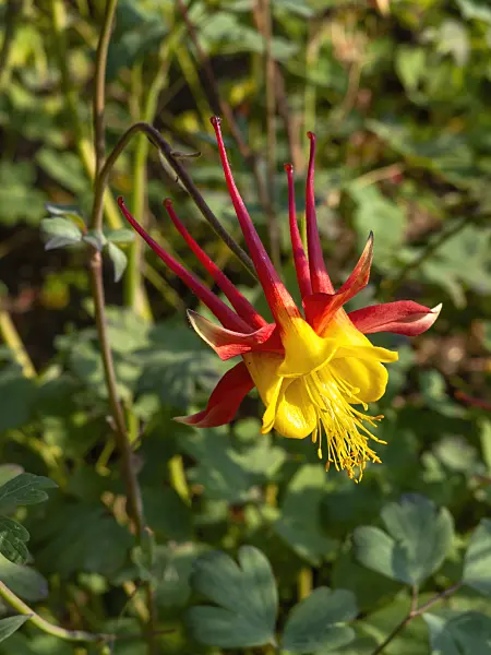 438296 - Columbine (Aquilegia skinneri)