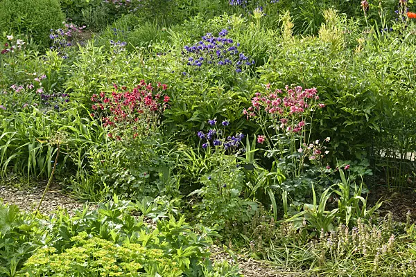 556070 - Columbines (Aquilegia)