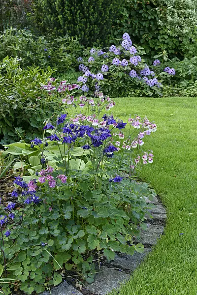568015 - Columbines (Aquilegia)