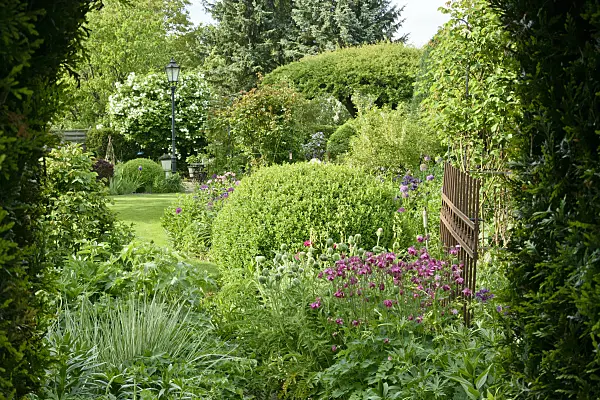 556067 - Columbines (Aquilegia) and boxwoods (Buxus) in a perennial garden
