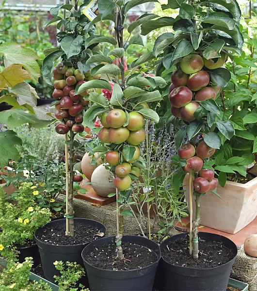 454030 - Columnar apple (Malus x domestica 'Ballerina')