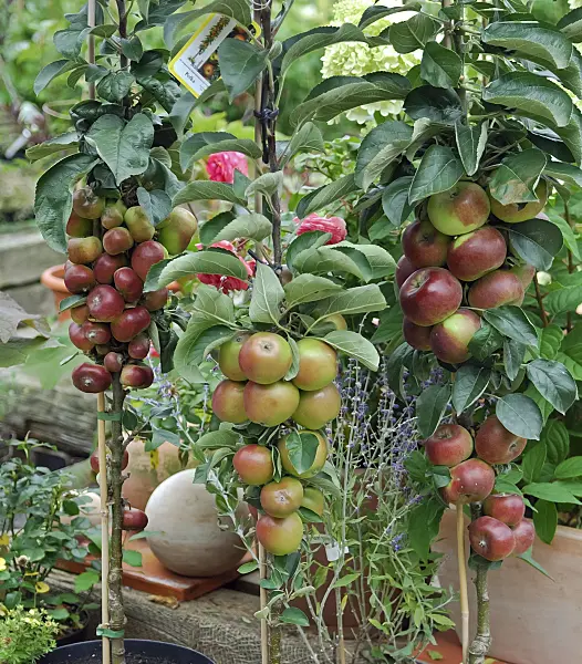454031 - Columnar apple (Malus x domestica 'Ballerina')