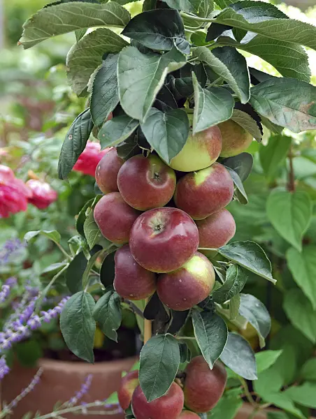 454033 - Columnar apple (Malus x domestica 'Ballerina Flamenco')