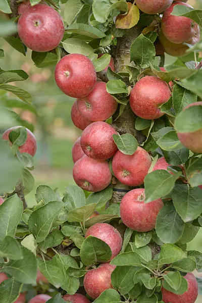 558167 - Columnar apple (Malus x domestica 'Campanilo Primo')