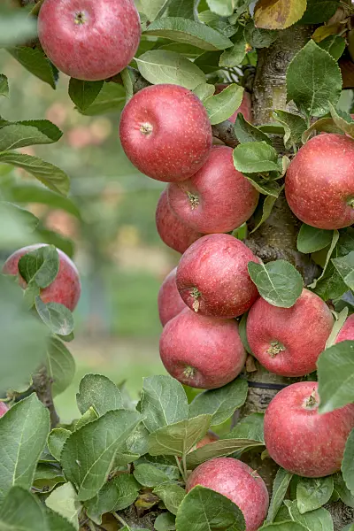 575162 - Columnar apple (Malus x domestica 'Campanilo Primo')