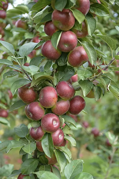 575163 - Columnar apple (Malus x domestica 'Flamenco')