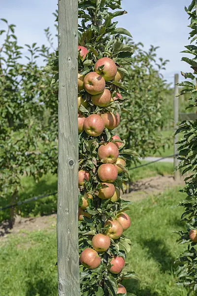 575149 - Columnar apple (Malus x domestica 'Jucunda')