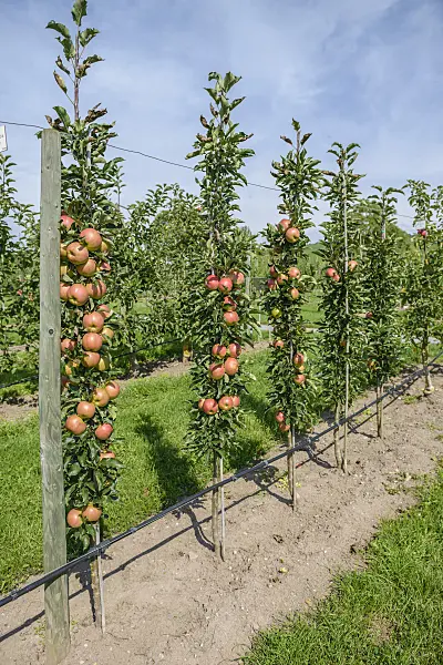 575150 - Columnar apple (Malus x domestica 'Jucunda')