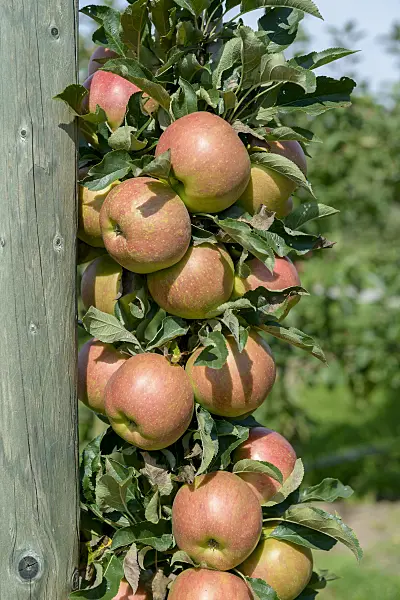 575151 - Columnar apple (Malus x domestica 'Jucunda')