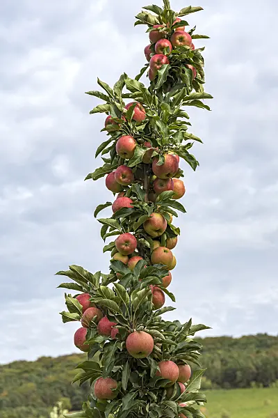 635083 - Columnar apple (Malus x domestica 'Jucunda')