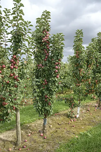 547206 - Columnar apple (Malus x domestica 'Red River')