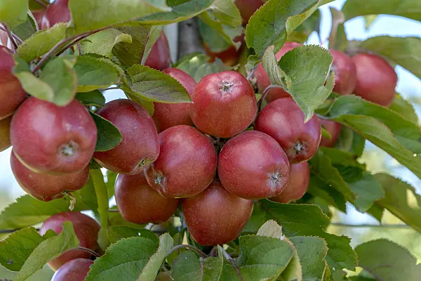 575154 - Columnar apple (Malus x domestica 'Redlane')