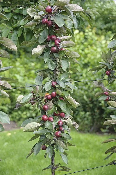 575167 - Columnar apple (Malus x domestica 'Redlane')