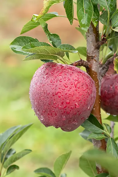 664259 - Columnar apple (Malus x domestica 'Starking')