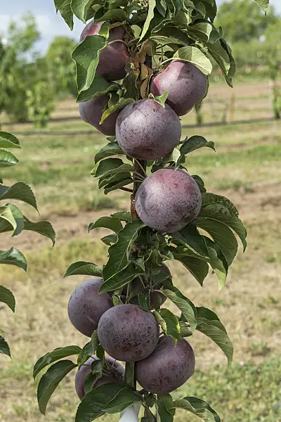 635131 - Columnar apple (Malus x domestica 'Starline Blue Moon')