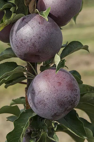 635132 - Columnar apple (Malus x domestica 'Starline Blue Moon')