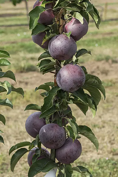 635133 - Columnar apple (Malus x domestica 'Starline Blue Moon')