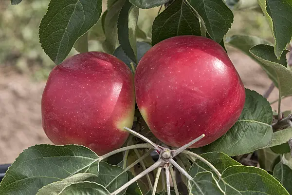 635134 - Columnar apple (Malus x domestica 'Starline Fire')
