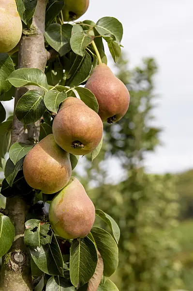 593167 - Columnar pear (Pyrus communis 'Decora')
