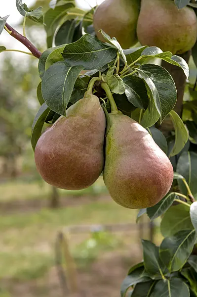 593168 - Columnar pear (Pyrus communis 'Decora')