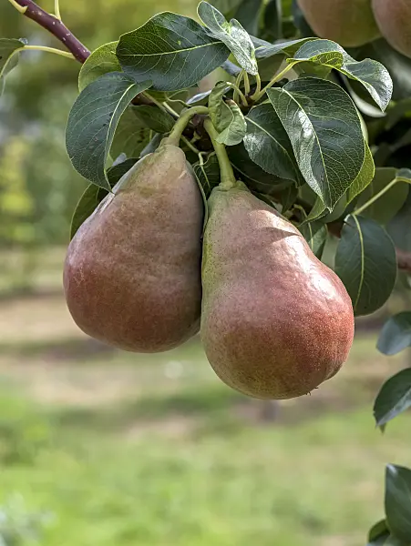 635145 - Columnar pear (Pyrus communis 'Decora')